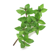 Peppermint Essential Oil (Arvensis)