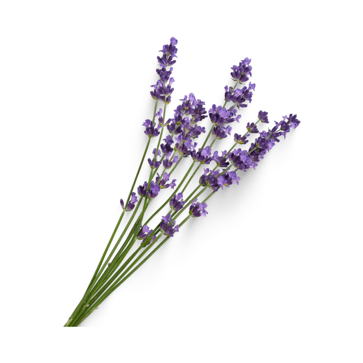 Lavender Essential Oil Wholesale Natural Body Care