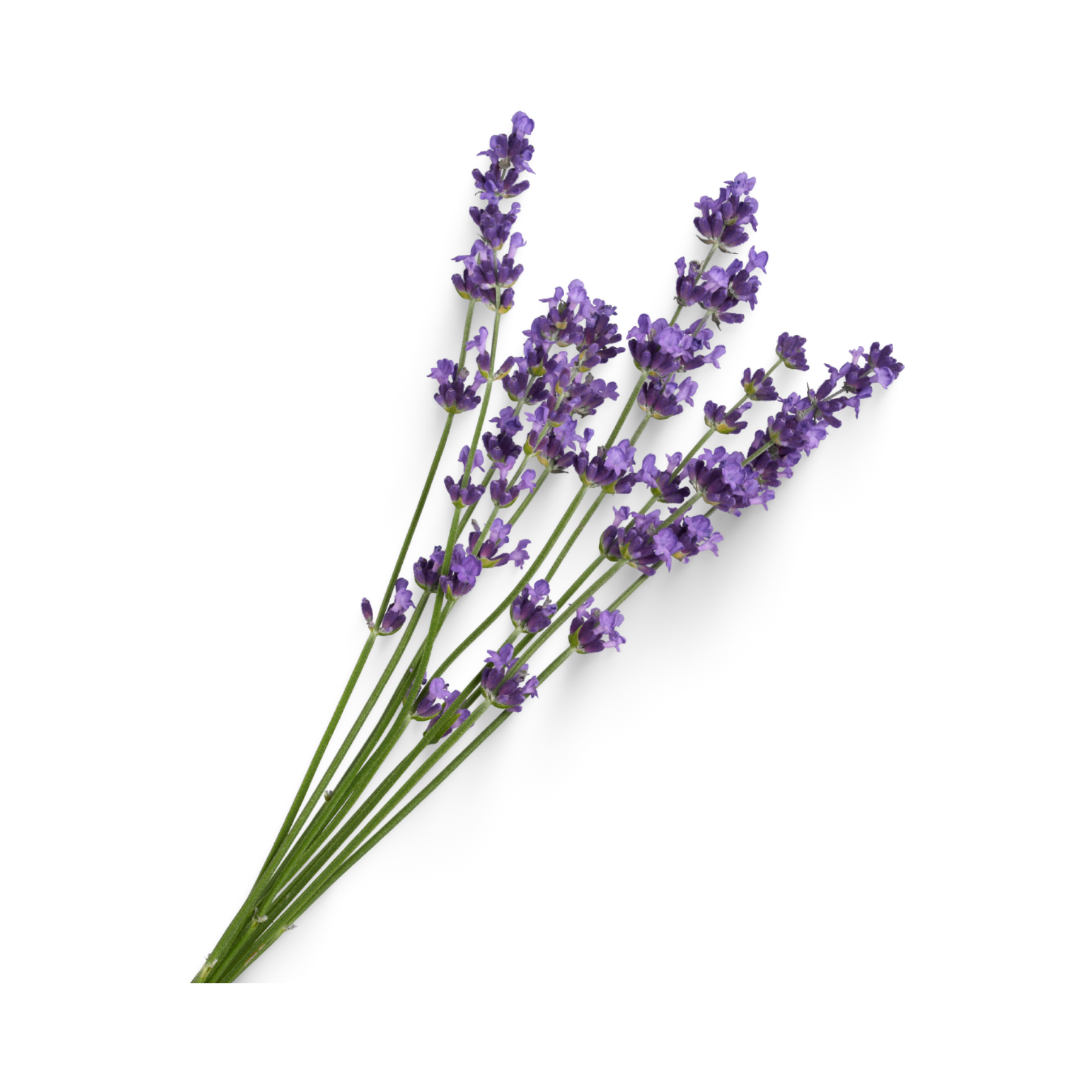 Lavender Essential Oil