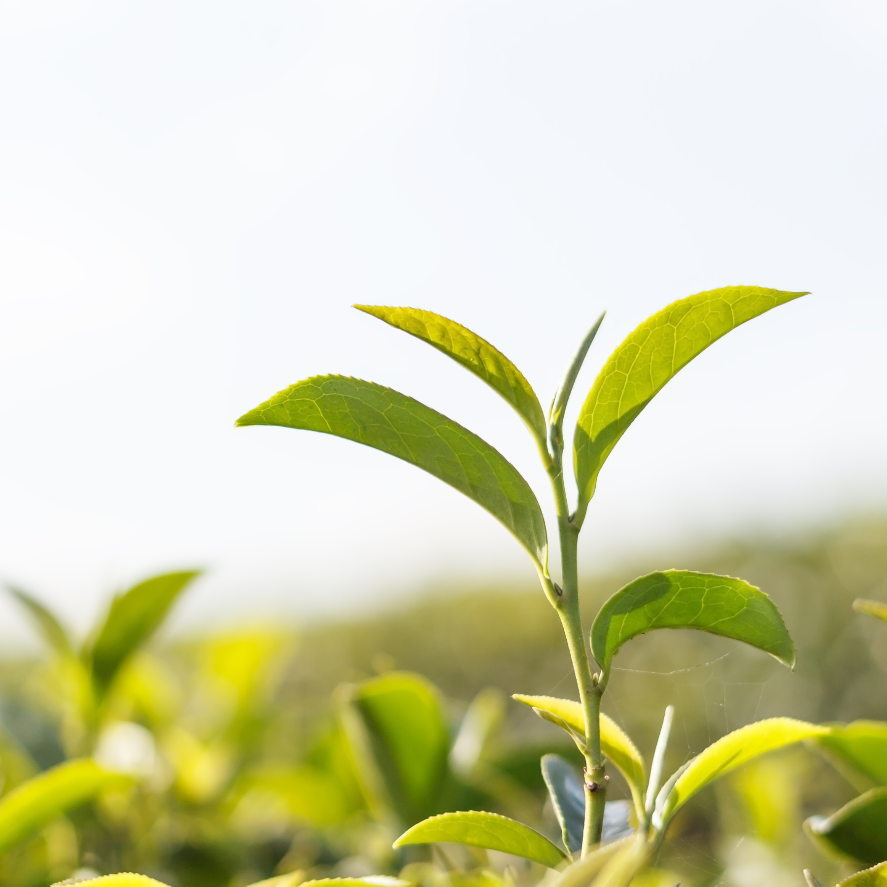 Tea Tree Essential Oil